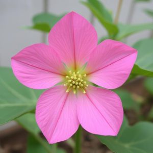 پنیرک برای چی خوبه